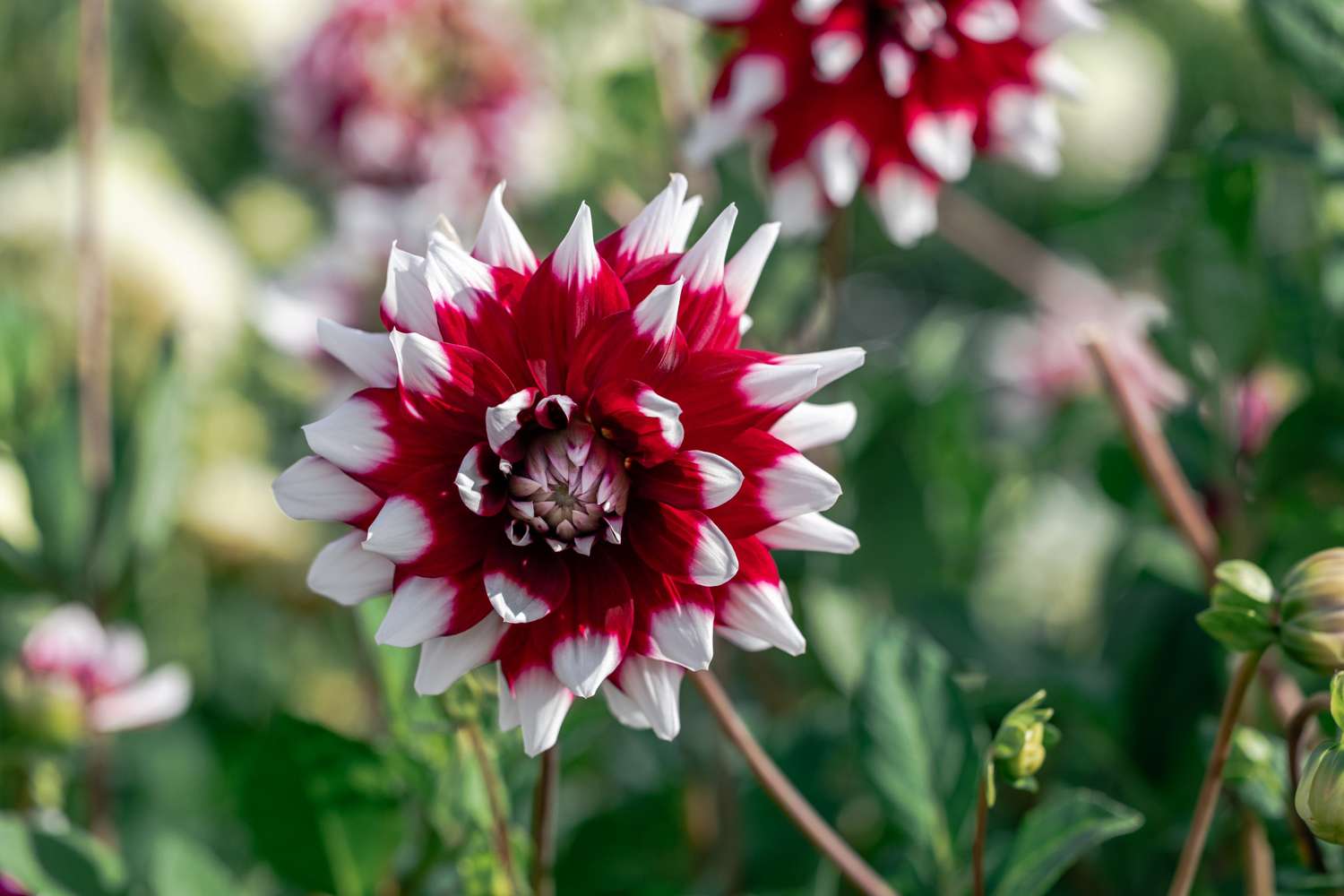 Dahlie 'Mystery Day'